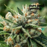 Close-up of a premium CBD OG Kush 1:15 cannabis flower, showcasing its frosty trichomes and vibrant green leaves. High-quality CBD strain for discerning consumers.