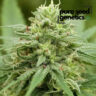 Close-up showcasing the premium Pineapple Express strain. High-quality cannabis flower known for its distinctive aroma and potent effects. Learn more about this exceptional product.