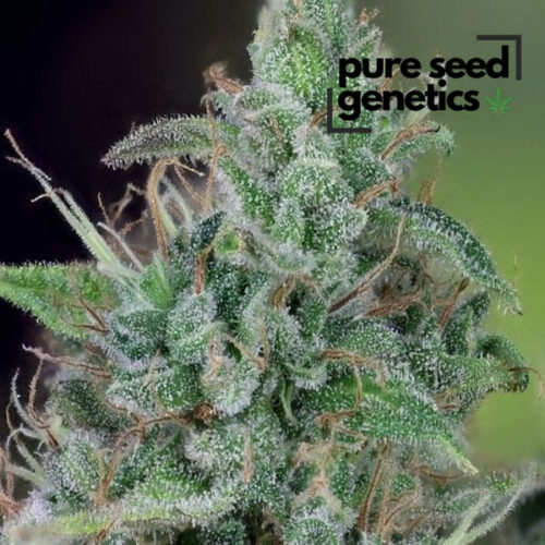 CBD Ratio 1:30