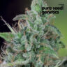 Close-up image of CBD Ratio 1:30 cannabis flower. High-quality product with a unique cannabinoid profile, showcasing trichome coverage. Learn more about CBD Ratio 1:30 benefits.