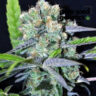 Close-up of CBD Shark Medical cannabis bud, showcasing its trichome-rich surface and vibrant color. High-quality CBD Shark Medical available for medical purposes.