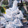Close-up of a frosty Slurricane bud. This image showcases the dense trichome coverage of the Slurricane strain, a testament to its potency.
