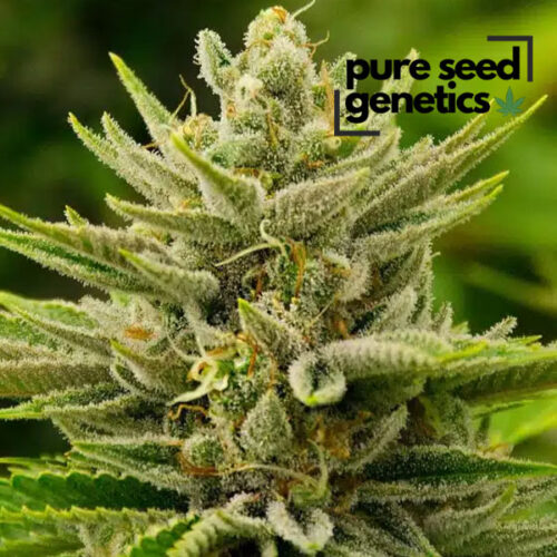 Sour Diesel Autoflower