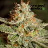 Close-up of a premium Sour Diesel cannabis bud, showcasing its dense trichome coverage and vibrant orange pistils. High-quality Sour Diesel product.