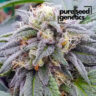 Close-up of a frosty Star Killer cannabis plant. High-quality Star Killer flower with dense trichome coverage, showcasing its potency and appeal.