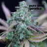 Close-up showcasing the 'Strawberry Cheese' strain. Appreciate the rich trichome coverage and the vibrant hues. A prime example of quality Strawberry Cheese genetics.