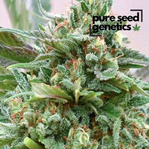 CBD Strawberry