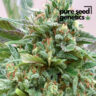 Close-up of a vibrant CBD Strawberry plant, showcasing its rich green hues and glistening trichomes. The perfect choice for relaxation and well-being.