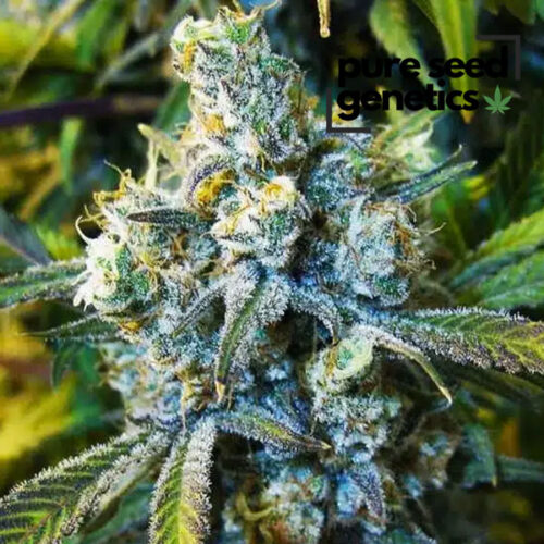 Super Silver Haze