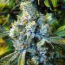 Close-up of a premium Super Silver Haze cannabis bud, showcasing its frosty trichomes and vibrant green leaves. High-quality image for discerning connoisseurs.