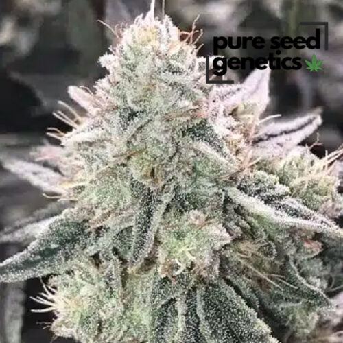 Super Skunk