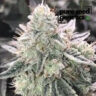 Close-up of a premium Super Skunk cannabis bud, showcasing its dense trichome coverage and vibrant green hues. Discover the superior quality of this strain.