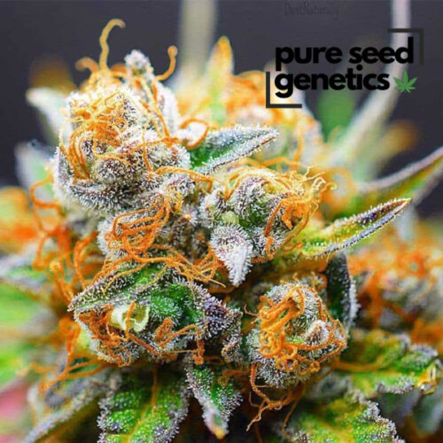 Tangerine Dream