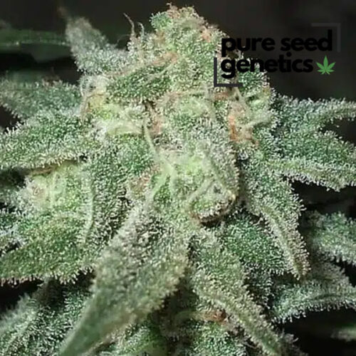 Trainwreck