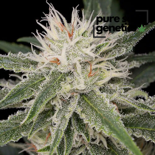 White Widow