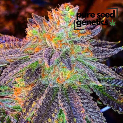Zkittlez Autoflower