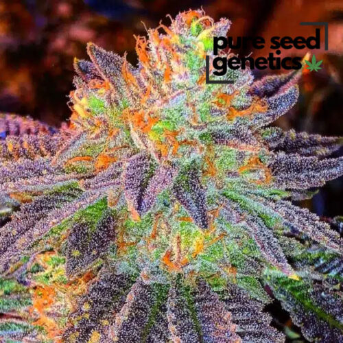 Zkittlez Feminized