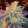 Close-up image of a premium Zkittlez Feminized cannabis bud, exhibiting vibrant colors and dense trichome coverage. Ideal for experienced growers seeking quality.