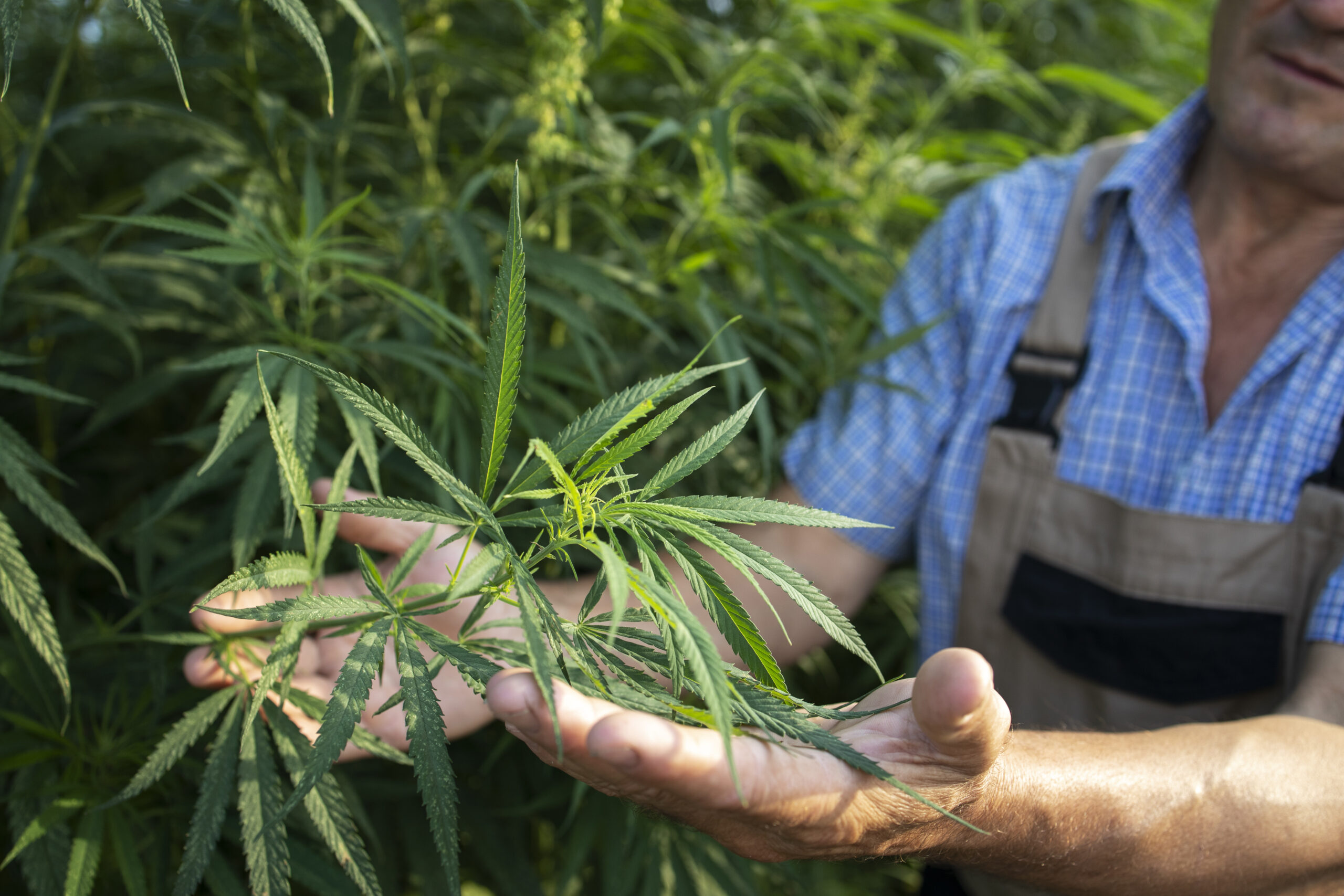 Close-up of a farmer displaying a healthy cannabis plant in his field. Learn About Us and our commitment to quality agricultural practices for hemp cultivation.