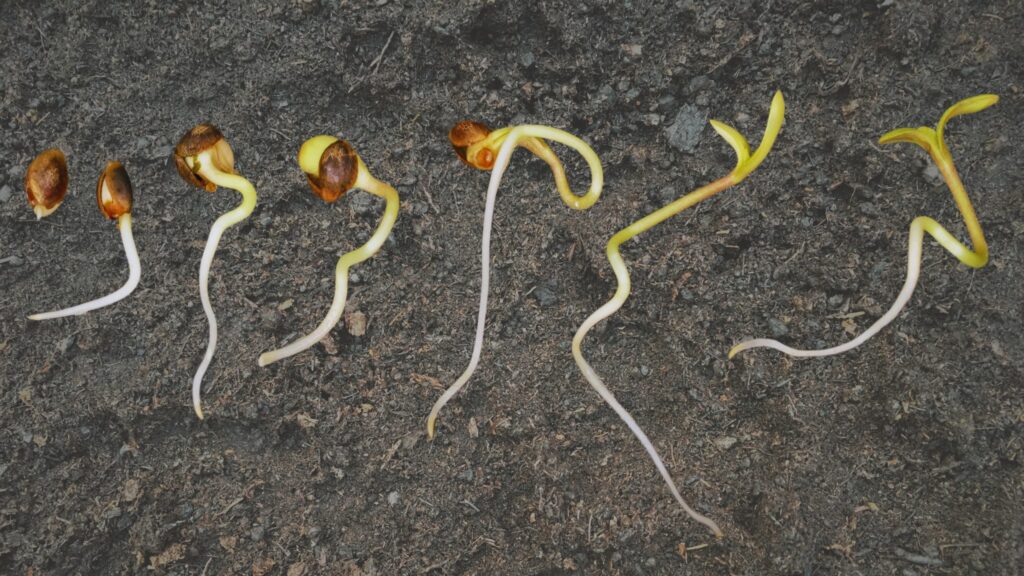 Germination Stage