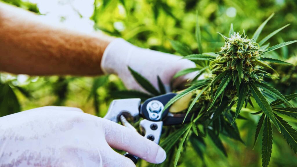 Harvesting Cannabis Flower