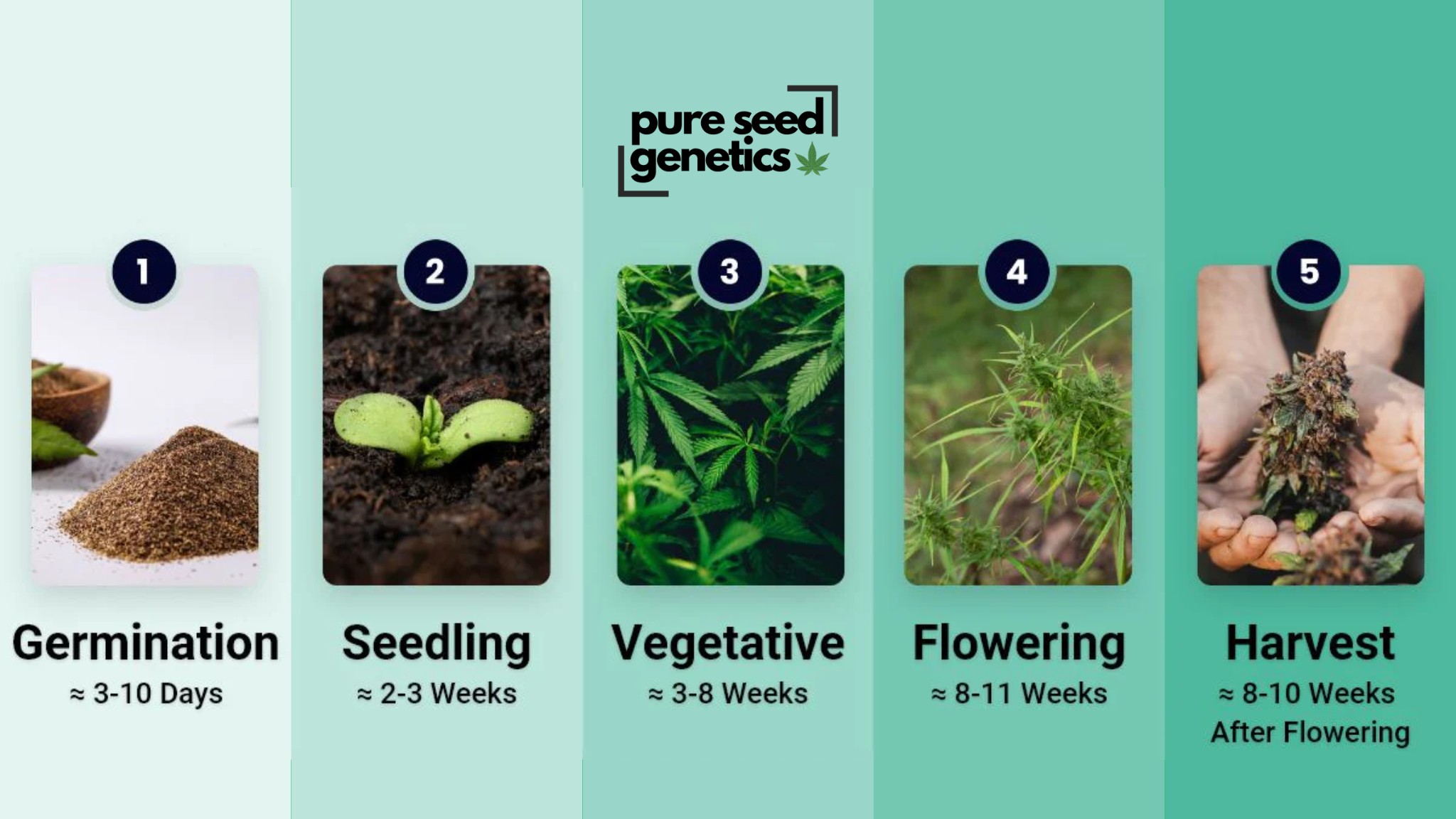 The Stages of Growing Weed