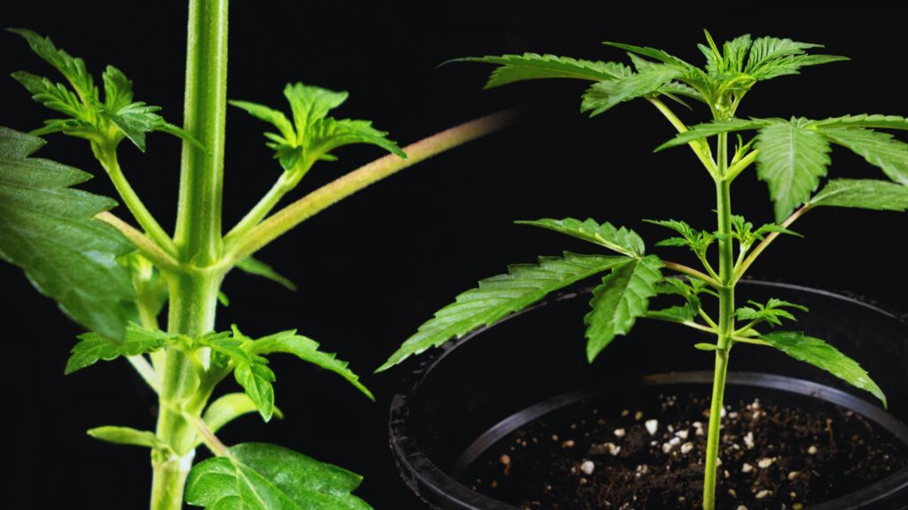Vegetative Stage (3–8 Weeks)