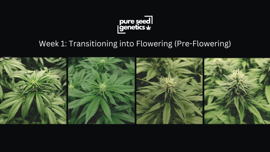 Week 1: Transitioning into Flowering (Pre-Flowering)