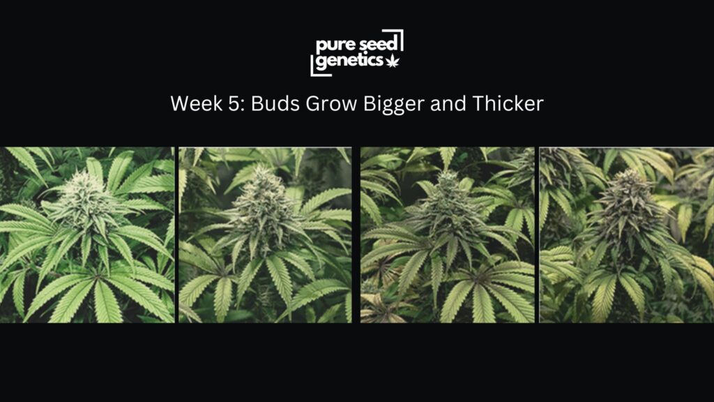 Week 5: Buds Grow Bigger and Thicker