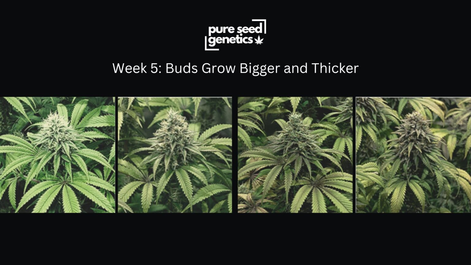 Cannabis Flowering Stage Week-by-Week | Pure Seed Genetics