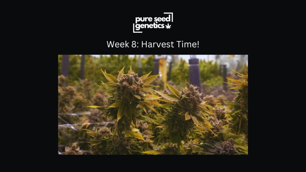 Week 8: Harvest Time!