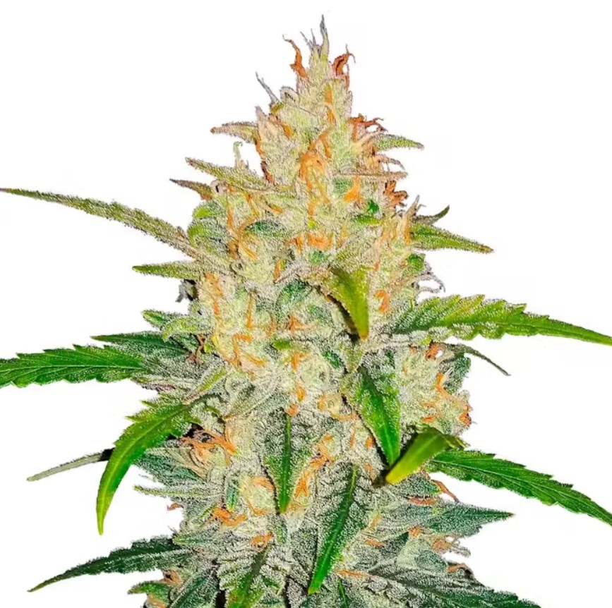 Zkittlez Auto