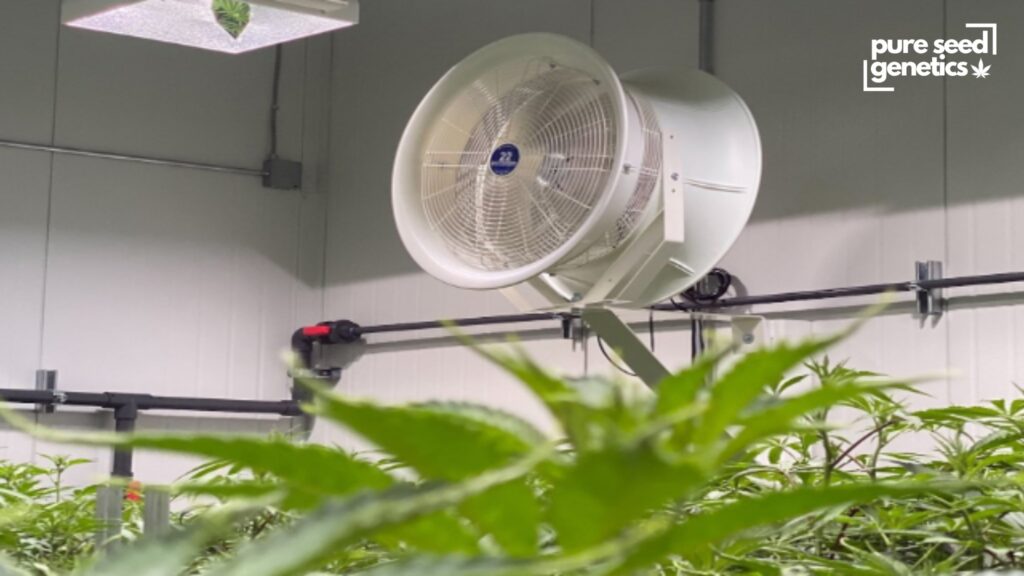 Airflow and Ventilation for Growing Marijuana