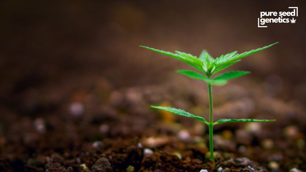 Choosing the right soil for growing marijuana
