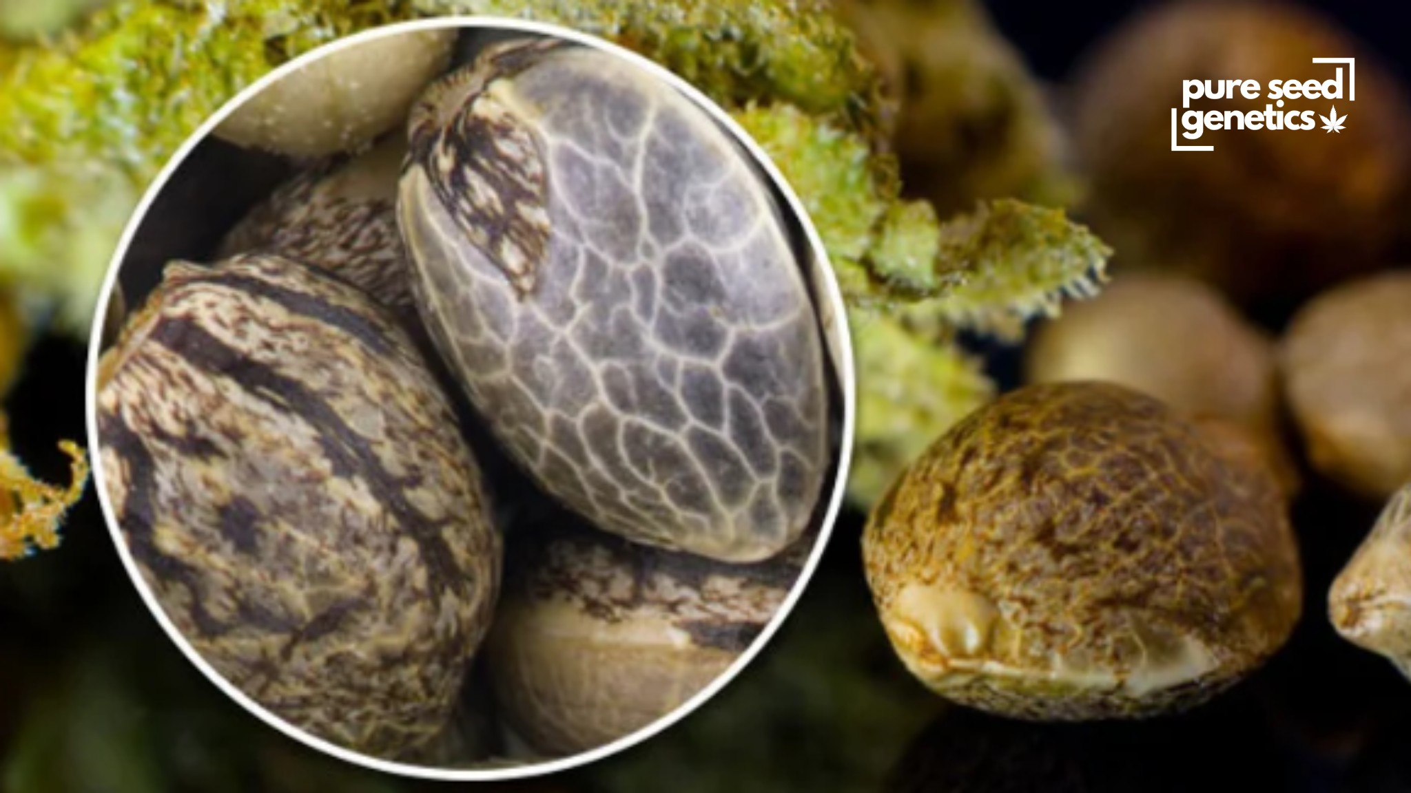 How To Grow Weed in 7 Easy Steps