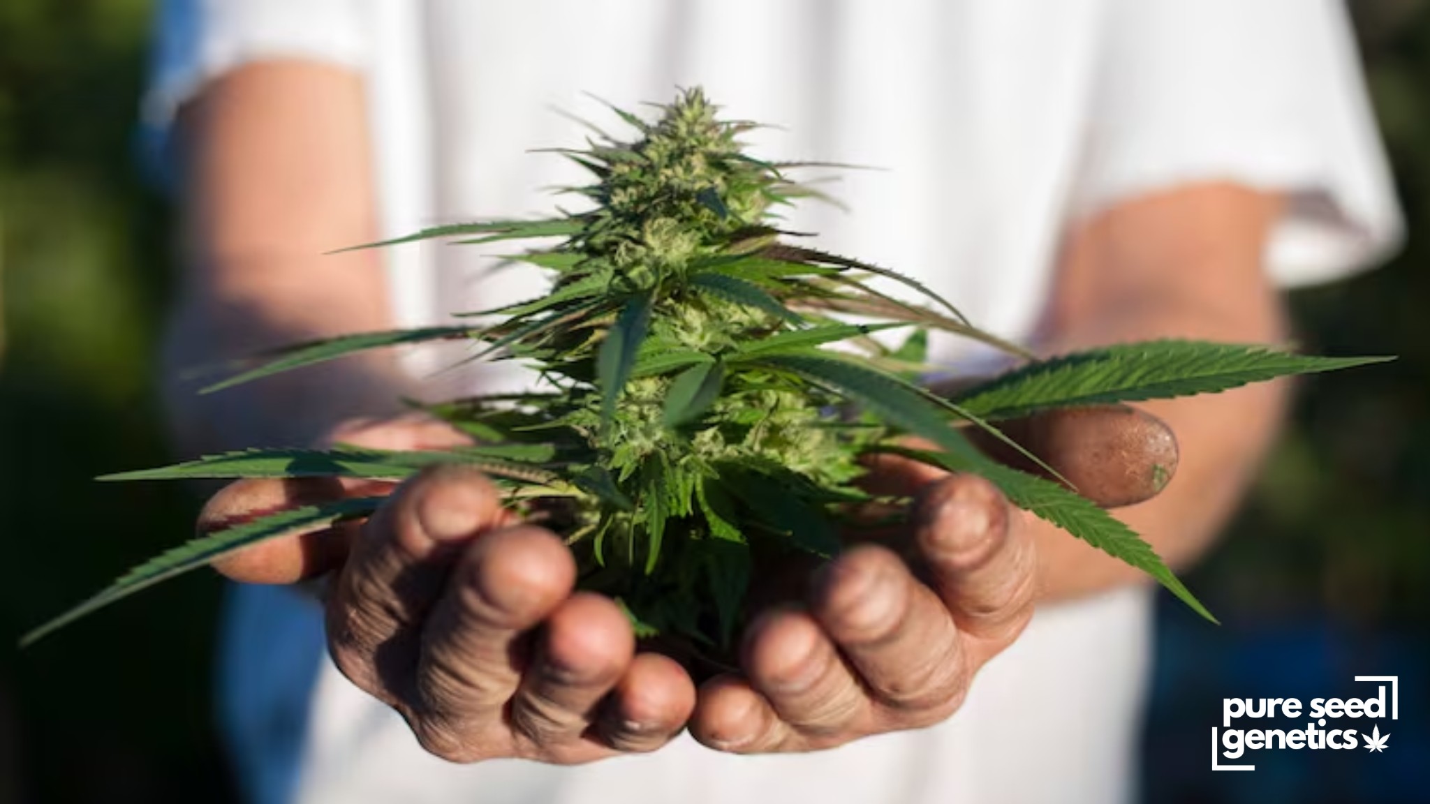 How To Start Growing Marijuana