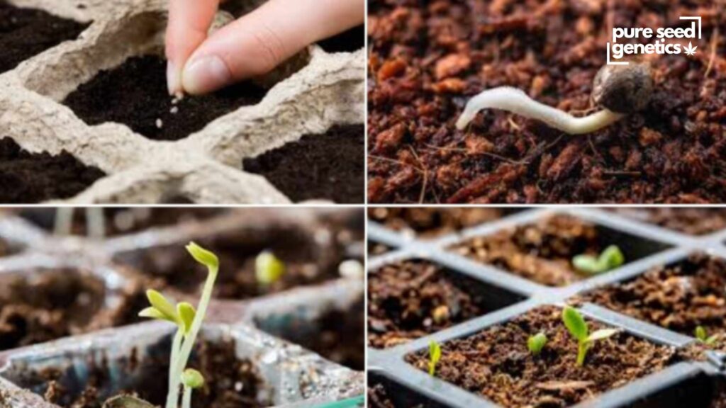 Germinate Your Seeds