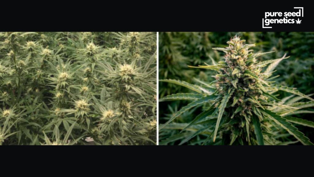 The Blooming Period Of Healthy Cannabis