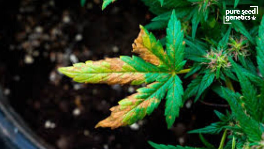How to Identify When Your Plants Need Water - Pure Seed Genetics