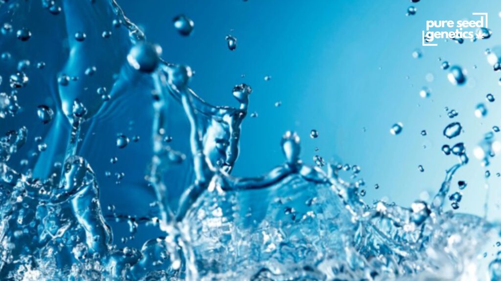 Types of Water to Use - Pure Seed Genetics