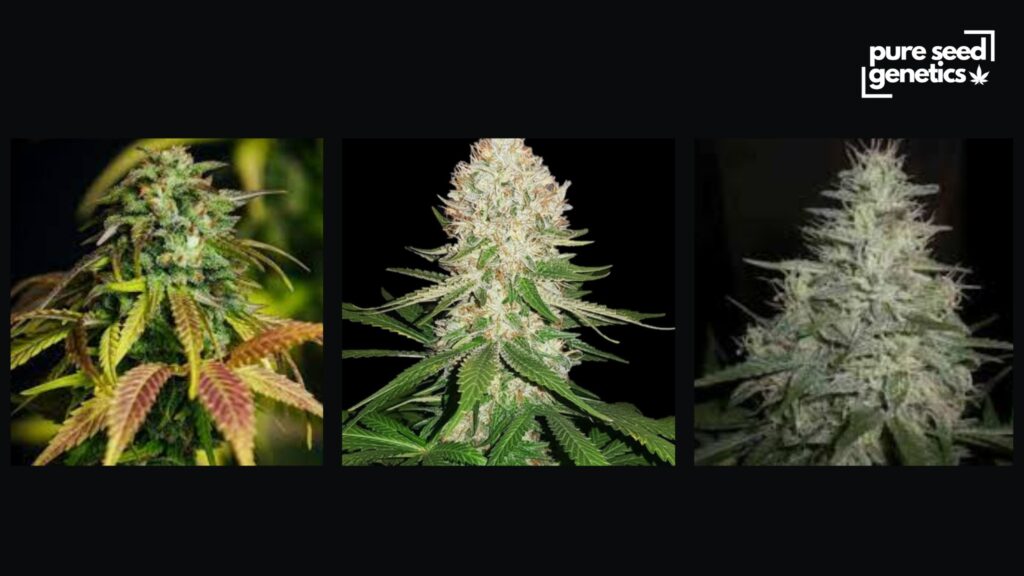 Hot and Dry Climates - Pure Seed Genetics