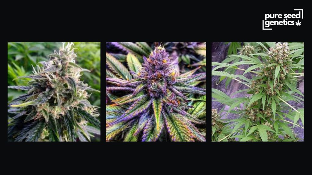 Cool or Short Growing Seasons - Pure Seed Genetics