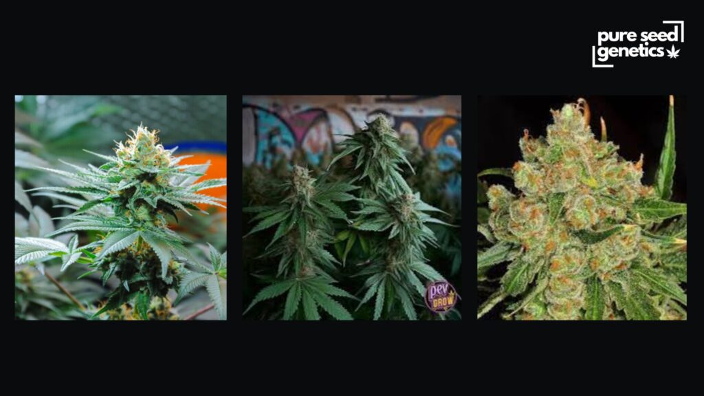 Humid or Rain-Prone Climates - Pure Seed Genetics