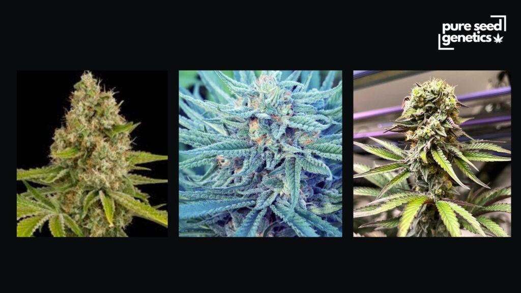 Mild and Mediterranean Climates - Pure Seed Genetics