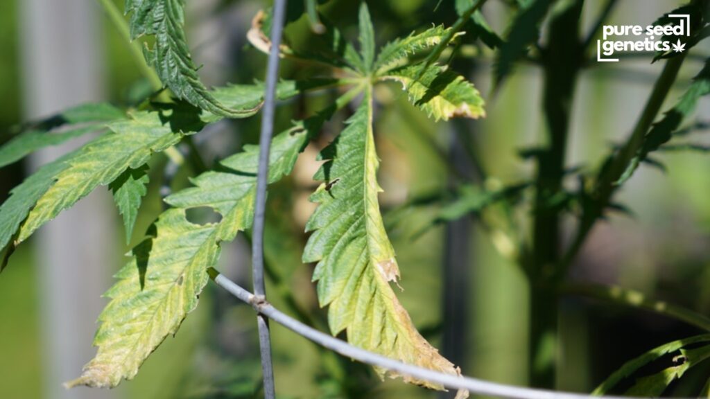 How to Identify When Your Plants Need Water - Pure Seed Genetics