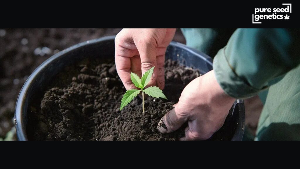 How to Identify When Your Plants Need Water - Pure Seed Genetics
