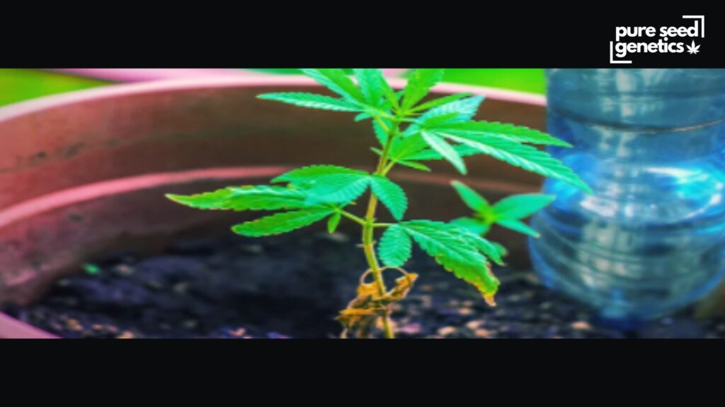How to Water Cannabis Plants While You're Not Around? - Pure Seed Genetics
