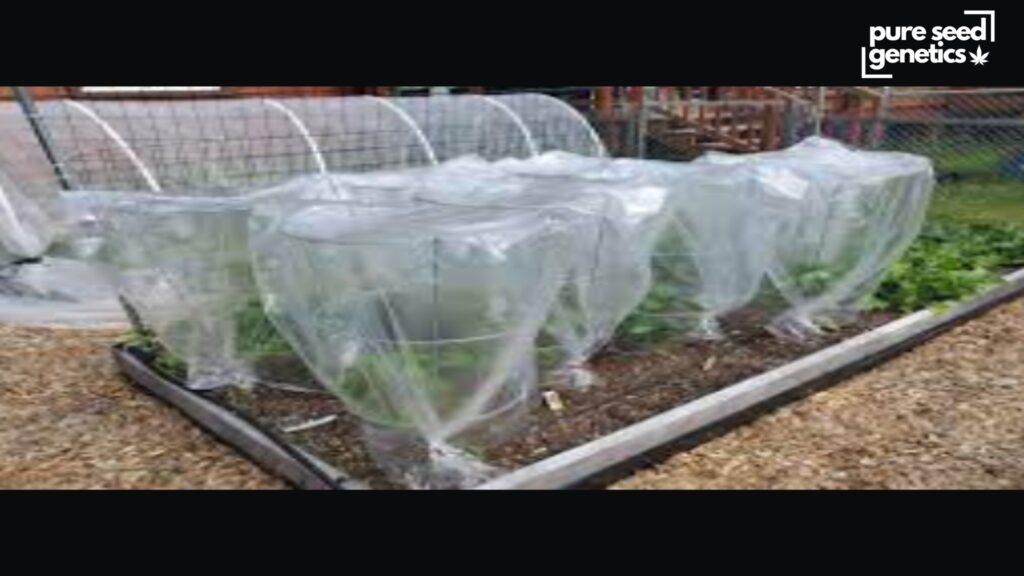 How to Water Cannabis Plants While You're Not Around? - Pure Seed Genetics