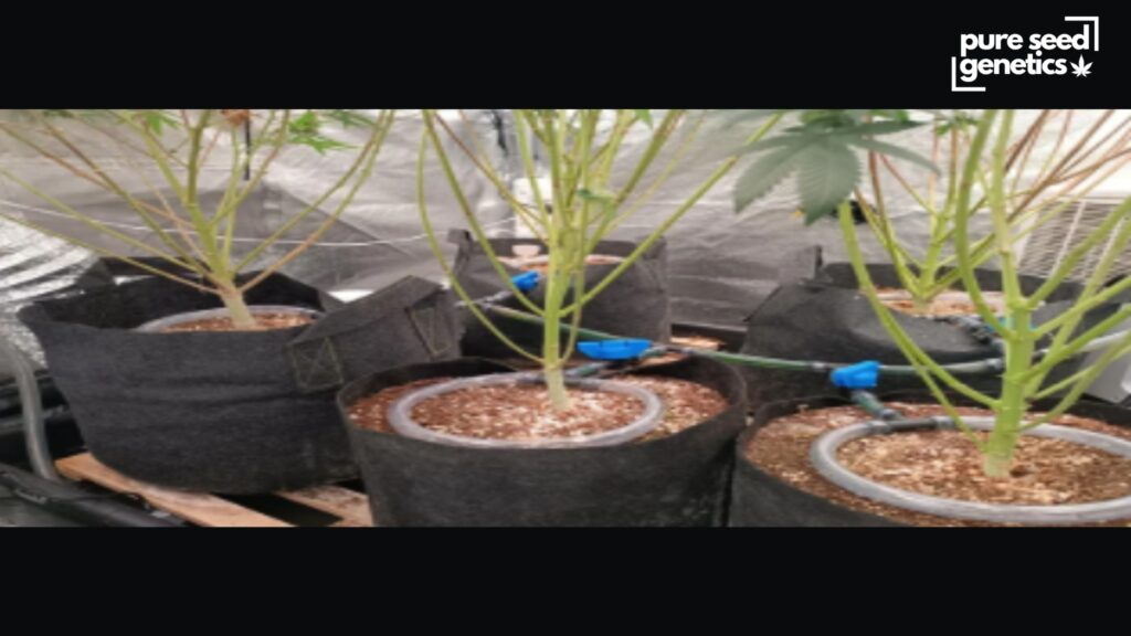 How to Water Cannabis Plants While You're Not Around? - Pure Seed Genetics