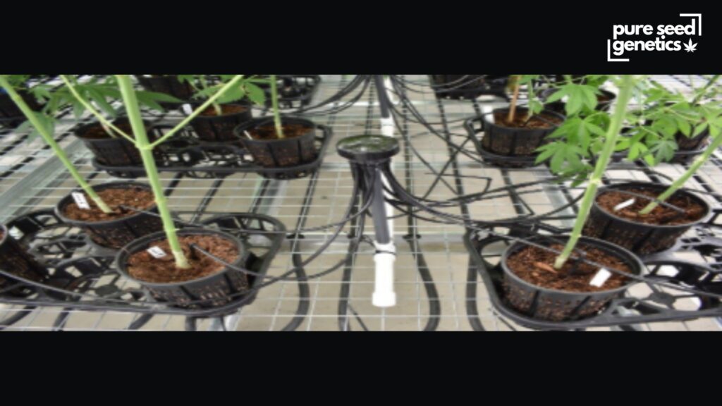 High-Tech Method - Pure Seed Genetics